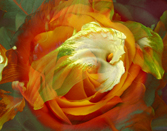 Sample flower image PRDF0034