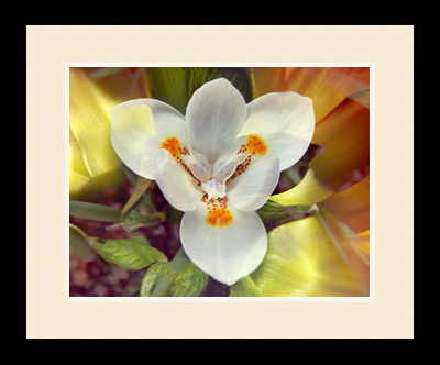 Flower fantasy image PRD0032